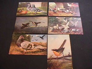 6 Vintage Postcards With Pigeons And Other Birds