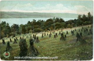 Lake Cayuga York Ny " Harvest Scene On Lehigh Valley R.  R.  " Divided Postcard