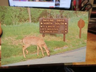 Virginia Old Postcard Virginia Deer Shenandoah National Park Skyline Drive Us250