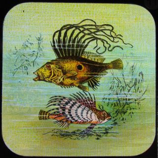 Glass Magic Lantern Slide Sea Animals - John Dory Fish C1900 Drawing