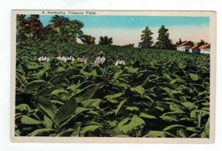 Ks Kentucky Antique Post Card " A Kentucky Tobacco Field "