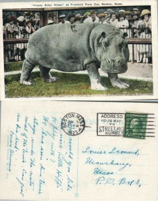 Happy Baby Hippo At Franklin Park Zoo Boston Ma 1923 Antique Postcard