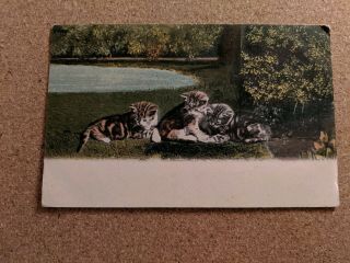 Vintage Cat Postcard.  Three Tabby And White Kittens On Grass.  Not Mailed.