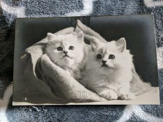Vintage Cat Postcard.  Rppc.  Two White Kittens Wrapped In Blanket.