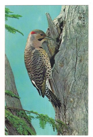 Flicker Adult Male Big Bird Woodpecker 14 " Length Postcard Koppel 1963