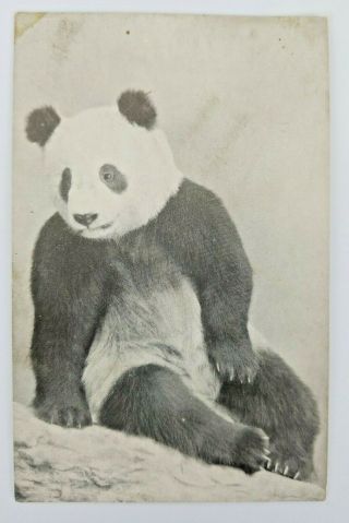 Vintage Postcard Su - Lin The Giant Panda Postcard Chicago Natural History Museum