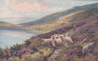 Sheep In The Highlands Tuck 