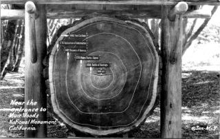 1940s Rppc Real Photo Postcard Muir Woods Ca Tree Dating Rings Redwoods