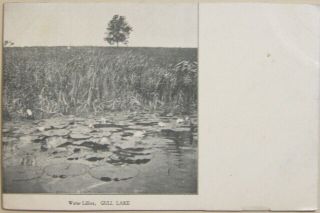 C.  1905,  Gull Lake,  Michigan,  Water Lillies,  Marsh Area,  Kalamazoo