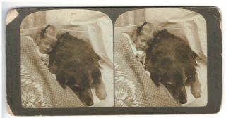 Stereoview Card Ca 1900 Sleeping Little Girl Dog R.  Y.  Young Photo Tired Of Play