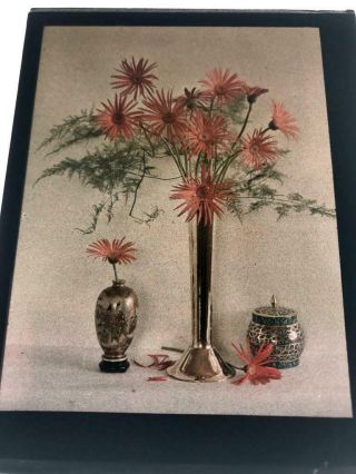 Early 1910s - 1920s Autochrome Colour Lantern Slide Still View Red Flowers In Vase