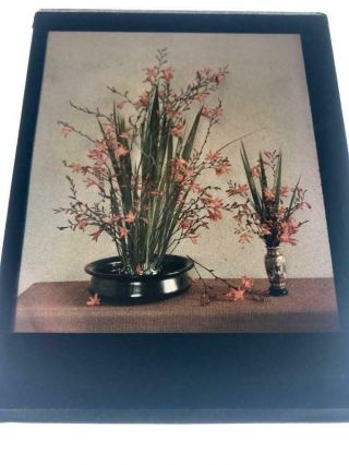 Early 1910s - 1920s Autochrome Colour Lantern Slide Still Life Flowers On A Table