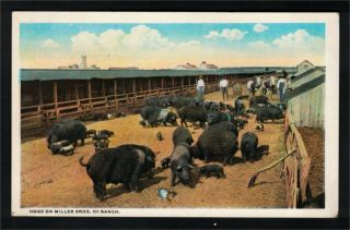 Ag2384 - Usa - Oklahoma - Hogs On Miller Bros - 101 Ranch