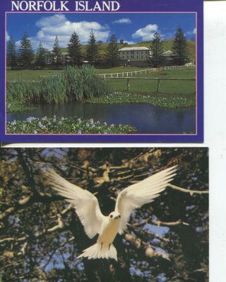 (1) Postcard - Australia / Norfolk Island - Pine Trees And White Tern (1 Stamp)