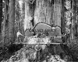 1907 Lumberjack Men California Redwood Sequoia Tree 8x10 Photo Logging Americana