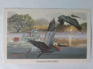 Vintage Postcard Eastern Brown Pelican (pelicanus Occidentalis) - La State Bird