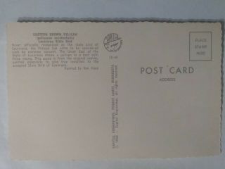 Vintage Postcard Eastern Brown Pelican (Pelicanus Occidentalis) - LA State Bird 2