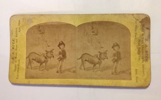 Antique Stereoview Card Photo L.  A.  Buck Drawing Of Boy And Dog