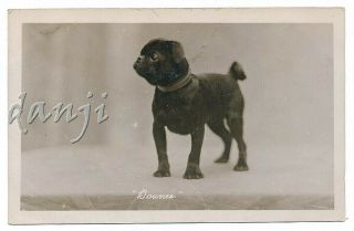 Pug Puppy Dog Standing On Table Looks Out Of Frame Cute Old Rppc Photo Postcard