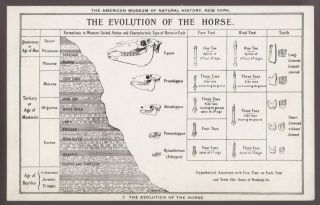 Vintage Postcard - The Evolution Of The Horse,  Museum Of Natural History,  N.  Y.