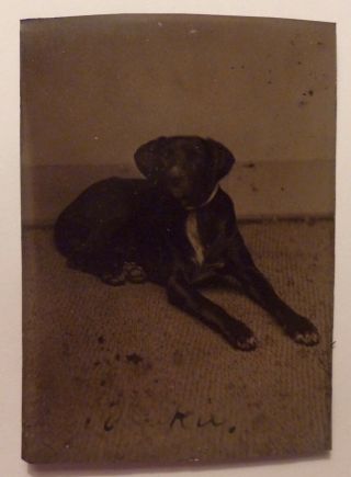 Rare Tintype Early Photograph Dog Pet