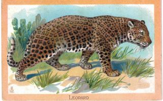 The Leopard Embossed Tuck Wild Animal Series 1910
