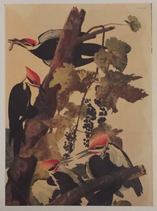 Postcard - Pileated Woodpecker,  John James Audubon,  Victoria And Albert Museum