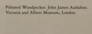 Postcard - Pileated Woodpecker,  John James Audubon,  Victoria and Albert Museum 3