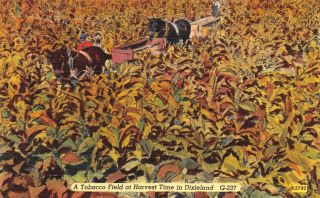 C19 - 8944,  A Tobacco Field At Harvest Time In Dixieland.
