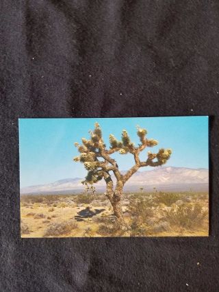 Joshua Tree With Seed Pods - Color By Jim Horn - Vintage Postcard - H - 68