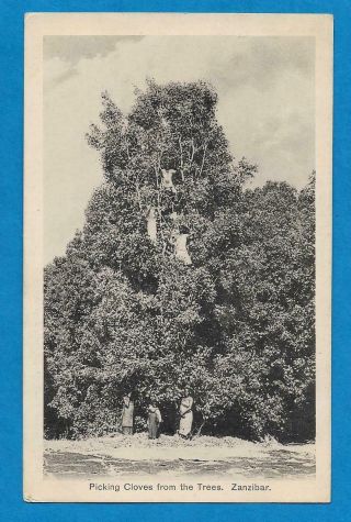 Printed Postcards (5) - Zanzibar Tanzania East Africa - By A.  C.  Gomes - c1920 3