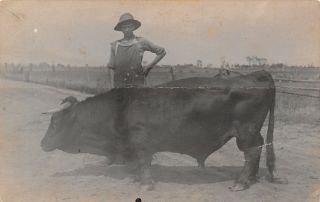 Real Photo Postcard Farm Boy W/ Huge Steer In Road Straw Hat Overalls 1912 Rpp