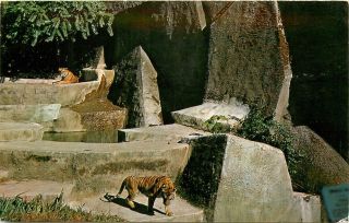 Woodland Park Zoo Seattle Washington Bengal Tiger Wa Postcard
