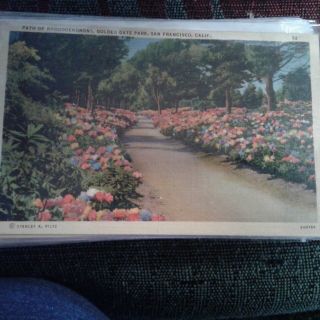Vintage Postcard Rhododendrons Golden Gate Park San Francisco California