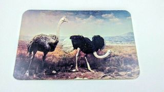 Masai Ostrich American Museum Of Natural History Exhibit York Impressexpress