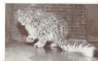 Chicago Lincoln Park Zoo Snow Leopard 1950 