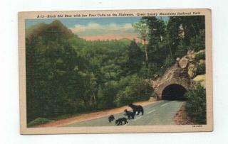 Gsm National Park 1948 Post Card Mother Black Bear And Four Cubs