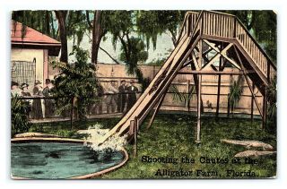 Vintage Postcard Shooting The Chutes At The Alligator Farm Florida Great Note M1