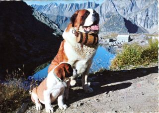 Vintage Photo Postcard - Saint Bernard Dogs - Hotel Pilatus - Kulm