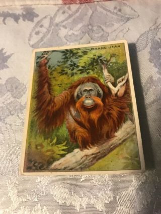Vintage Early 1900’s Hassan Cigarette Tobacco Card Vg Orangutan