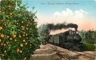 California Orange Groves With Steam Train Engine 1724 Edward Mitchell Postcard