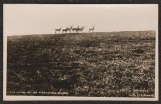 1930,  S Vowles Deer On The Skyline Dunkery Beacon Real Photo Postcard Minehead