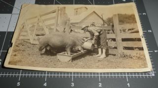Woman Feeding Pigs Barefoot Girl Farm Chores Worker Hog Trough Vintage Photo 2