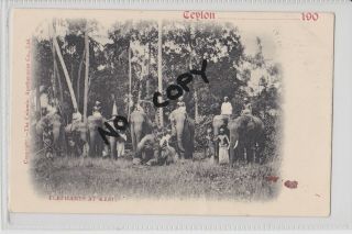 Ceylon.  Elephants At Rest Postcard