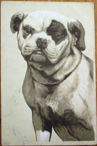 French Bulldog 1905 Embossed,  Color Litho Dog Postcard - Frenchie