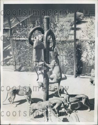 1933 Lions Climbing Goebel African Lion Farm Los Angeles Press Photo