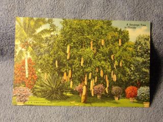 Vintage Postcard A Sausage Tree In Florida