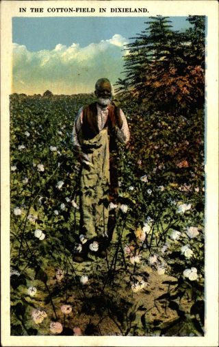 Black Americana Old Man Picking Cotton In Dixieland Dixie 1920s Postcard
