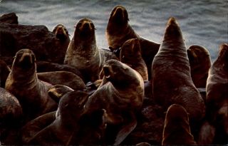 Fur Seals Pribilof Islands Bering Seal Saint Paul Island Alaska 1970s Postcard