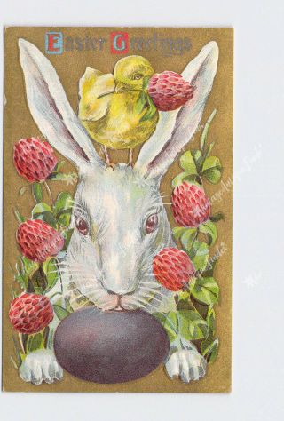 Ppc Postcard Easter Greetings Bunny Rabbit Chick Clover Gold Background Embossed